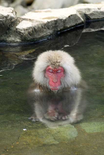 Japanese Snow Monkey (Macaca fuscata)