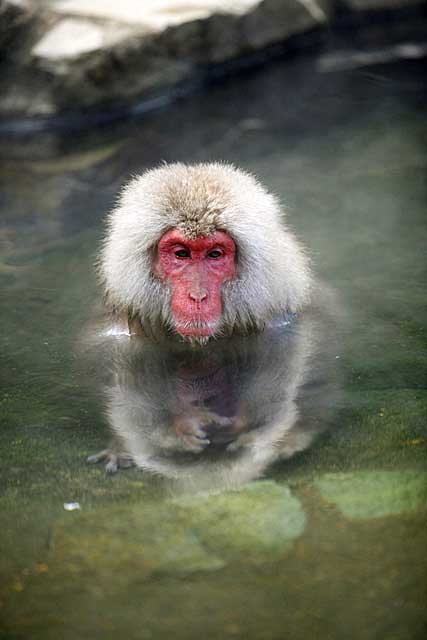 Japanese Snow Monkey (Macaca fuscata)