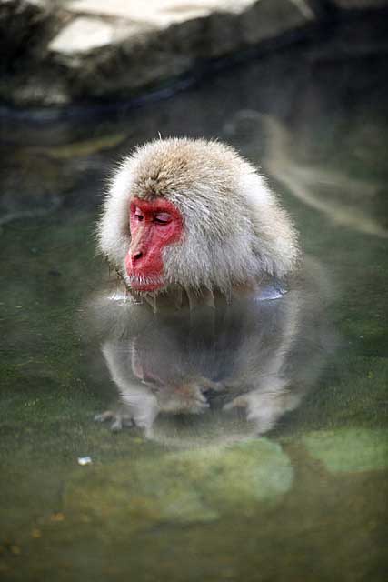 Japanese Snow Monkey (Macaca fuscata)