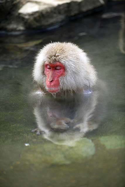 Japanese Snow Monkey (Macaca fuscata)