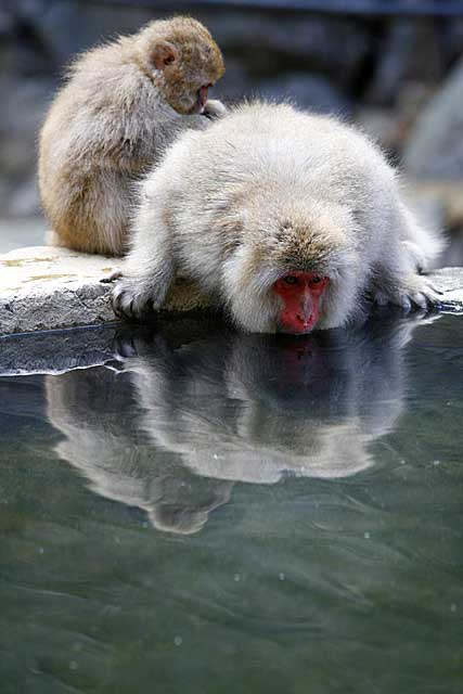 Japanese Snow Monkey (Macaca fuscata)