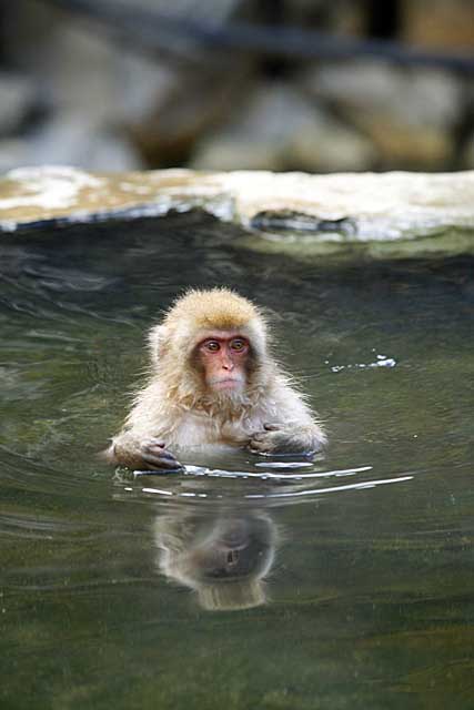 Japanese Snow Monkey (Macaca fuscata)