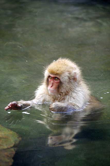 Japanese Snow Monkey (Macaca fuscata)