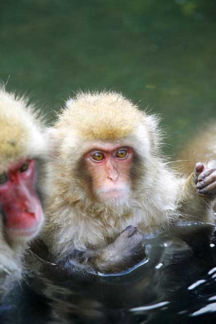 Japanese Snow Monkey (Macaca fuscata)