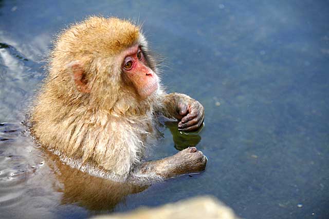 Japanese Snow Monkey (Macaca fuscata)