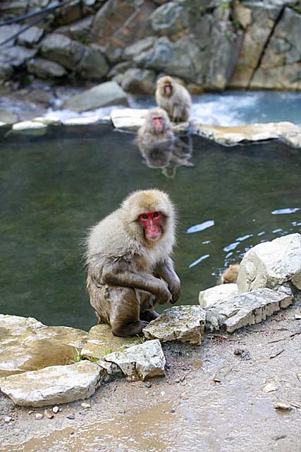 Japanese Snow Monkey (Macaca fuscata)