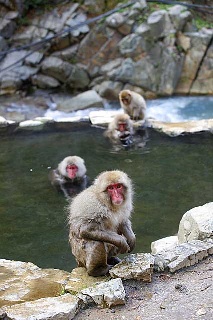 Japanese Snow Monkey (Macaca fuscata)