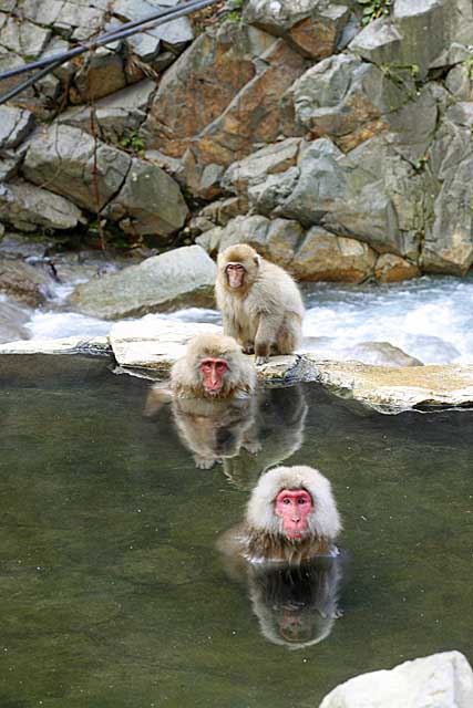 Japanese Snow Monkey (Macaca fuscata)