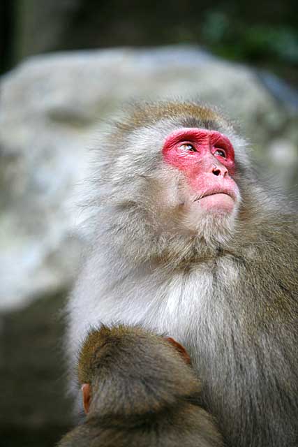 Japanese Snow Monkey (Macaca fuscata)