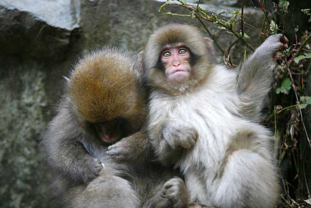 Japanese Snow Monkey (Macaca fuscata)