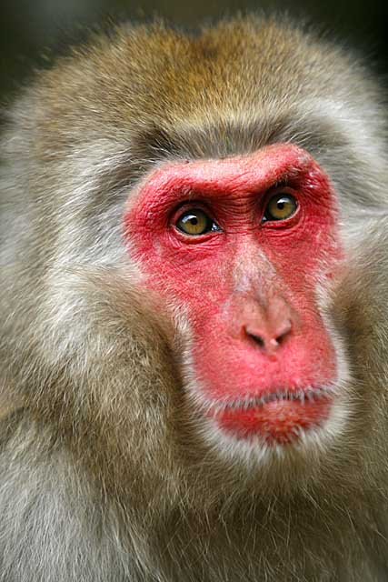 Japanese Snow Monkey (Macaca fuscata)