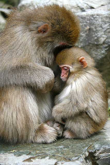 Japanese Snow Monkey (Macaca fuscata)