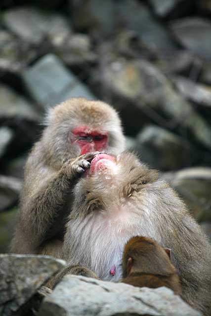 Japanese Snow Monkey (Macaca fuscata)