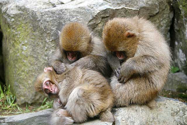 Japanese Snow Monkey (Macaca fuscata)