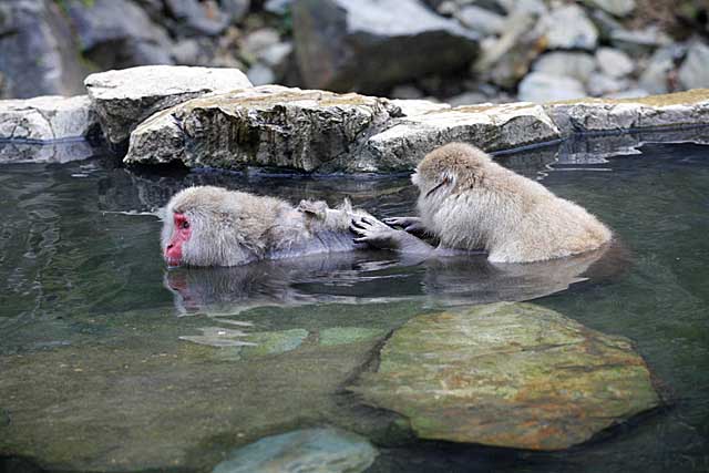 Japanese Snow Monkey (Macaca fuscata)