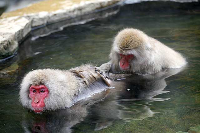 Japanese Snow Monkey (Macaca fuscata)