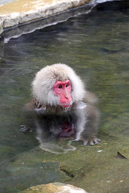 Japanese Snow Monkey (Macaca fuscata)