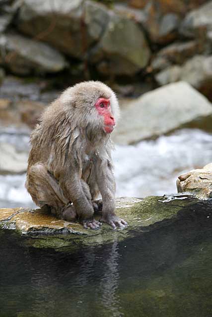 Japanese Snow Monkey (Macaca fuscata)