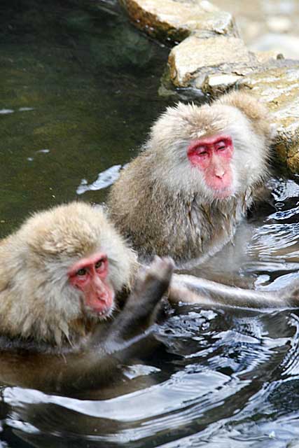 Japanese Snow Monkey (Macaca fuscata)