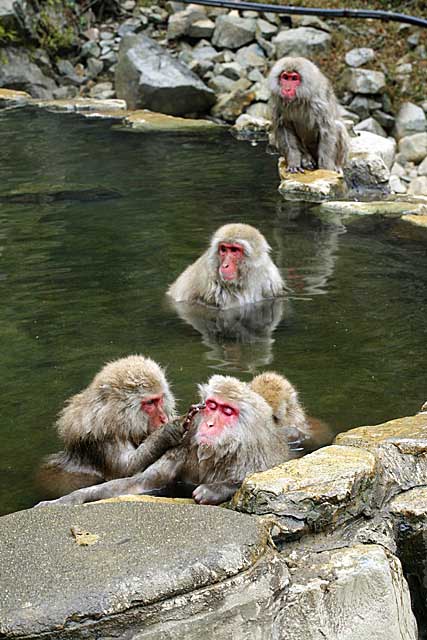 Japanese Snow Monkey (Macaca fuscata)