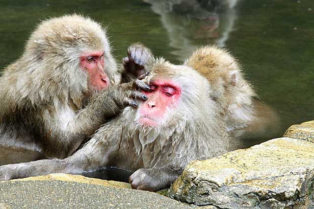 Japanese Snow Monkey (Macaca fuscata)