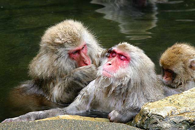 Japanese Snow Monkey (Macaca fuscata)