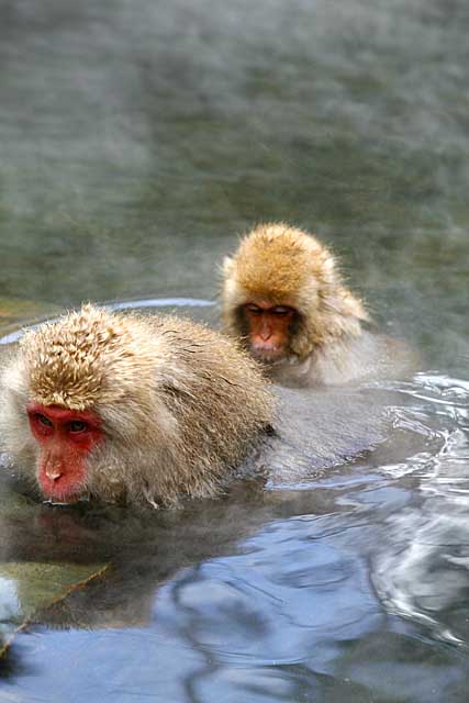 Japanese Snow Monkey (Macaca fuscata)