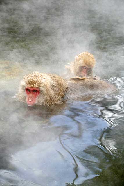 Japanese Snow Monkey (Macaca fuscata)