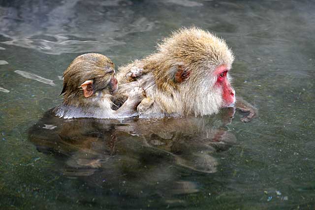 Japanese Snow Monkey (Macaca fuscata)