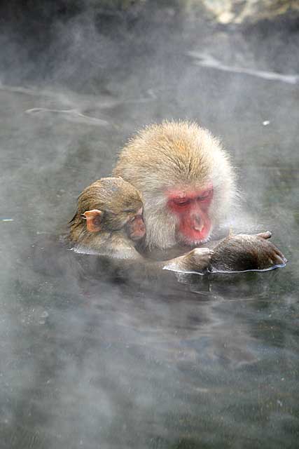 Japanese Snow Monkey (Macaca fuscata)