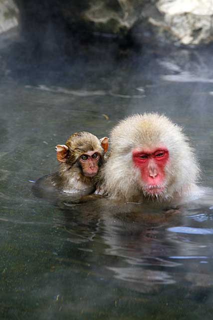 Japanese Snow Monkey (Macaca fuscata)