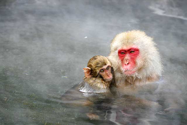 Japanese Snow Monkey (Macaca fuscata)