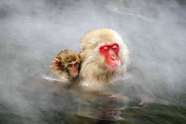 Japanese Snow Monkey (Macaca fuscata)