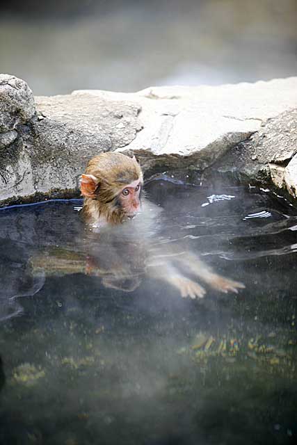 Japanese Snow Monkey (Macaca fuscata)