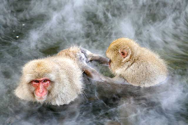 Japanese Snow Monkey (Macaca fuscata)