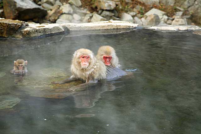 Japanese Snow Monkey (Macaca fuscata)