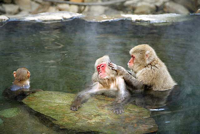 Japanese Snow Monkey (Macaca fuscata)