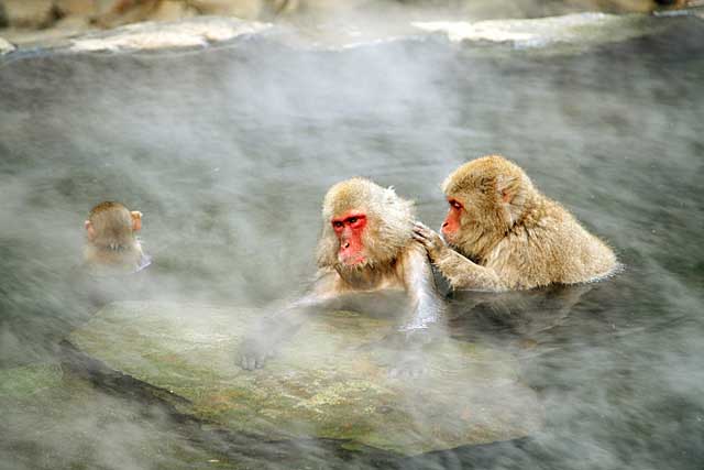 Japanese Snow Monkey (Macaca fuscata)