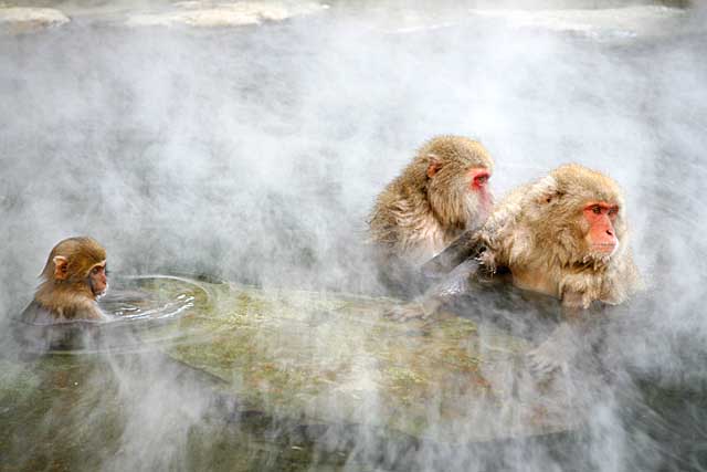 Japanese Snow Monkey (Macaca fuscata)