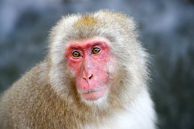 Japanese Snow Monkey (Macaca fuscata)