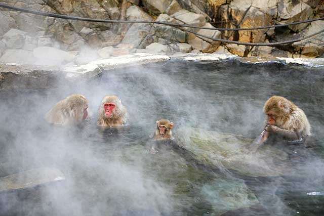 Japanese Snow Monkey (Macaca fuscata)