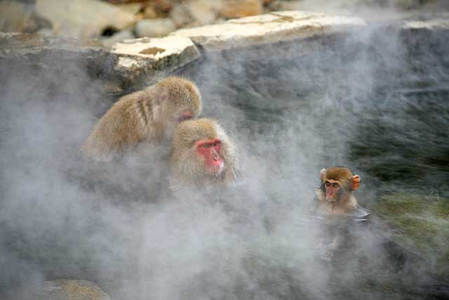 Japanese Snow Monkey (Macaca fuscata)