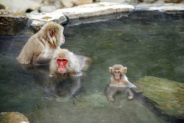 Japanese Snow Monkey (Macaca fuscata)