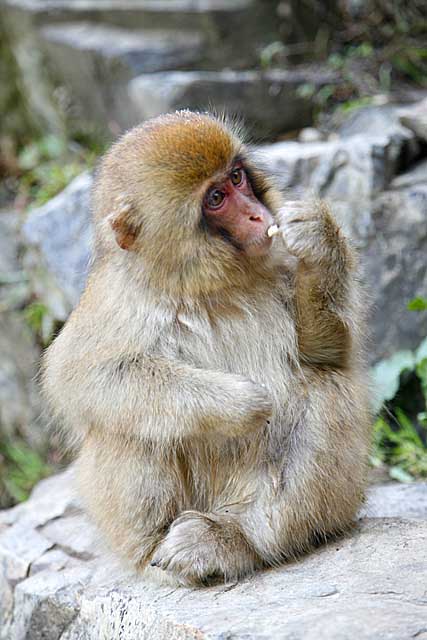 Japanese Snow Monkey (Macaca fuscata)