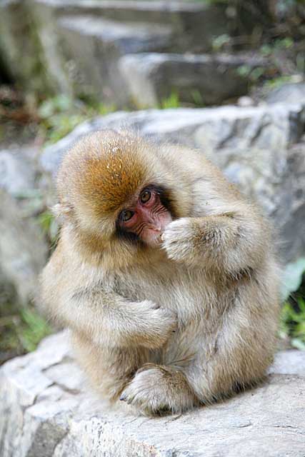 Japanese Snow Monkey (Macaca fuscata)