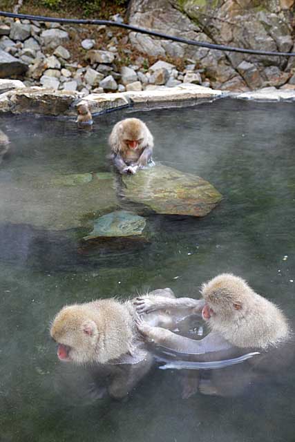 Japanese Snow Monkey (Macaca fuscata)