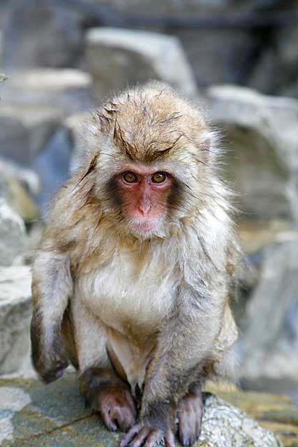 Japanese Snow Monkey (Macaca fuscata)