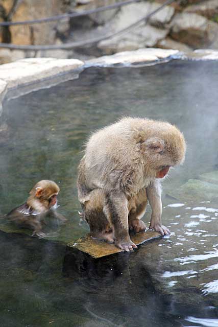 Japanese Snow Monkey (Macaca fuscata)