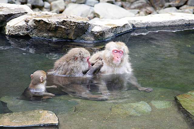 Japanese Snow Monkey (Macaca fuscata)