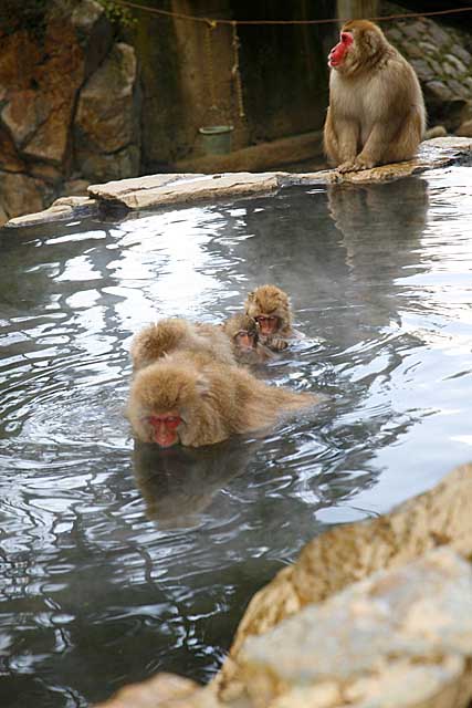 Japanese Snow Monkey (Macaca fuscata)